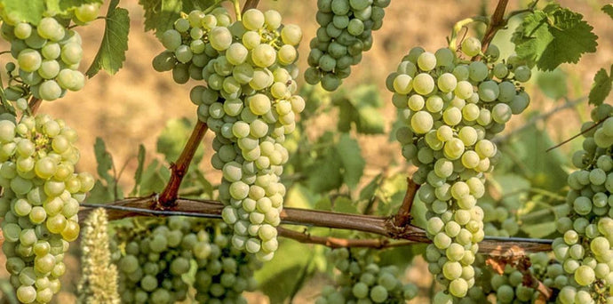 A Summery Look at Sauvignon Blanc